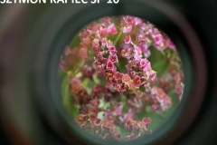 MicrosoftTeams-image (12)