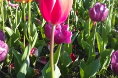 MicrosoftTeams-image (13)