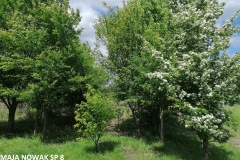 MicrosoftTeams-image (14)