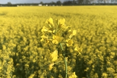 MicrosoftTeams-image (15)