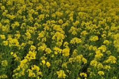 MicrosoftTeams-image (16)