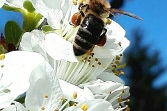 MicrosoftTeams-image (17)