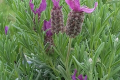 MicrosoftTeams-image (18)