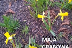 MicrosoftTeams-image (19)